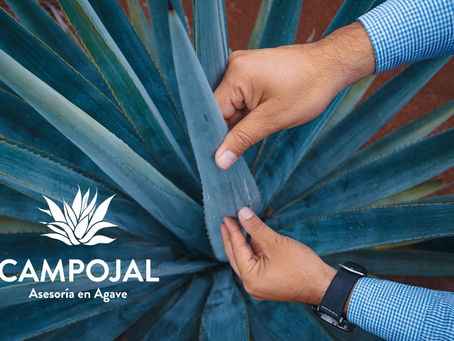 IMPORTANCIA DE LOS MICRONUTRIENTES EN EL CULTIVO DEL AGAVE.