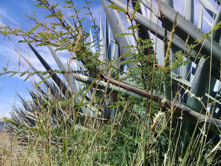 MALEZAS EN AGAVE AZUL.