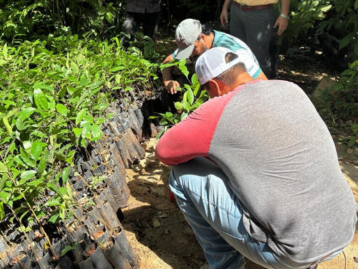 Renacimiento Verde avanza en el oriente yucateco