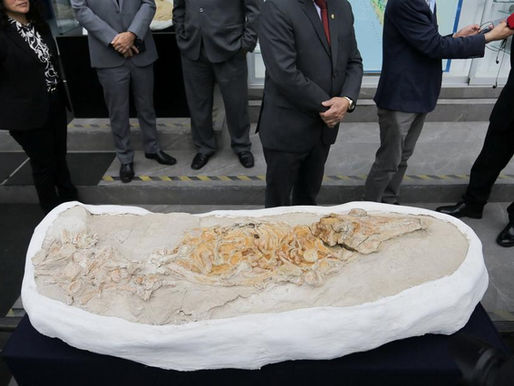 Perú: hallan fósil de un delfín de hasta 12 millones de años