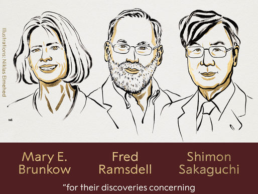 Qué son las células T, las "guardias de seguridad" del sistema inmunológico cuyo descubrimiento fue premiado con el Nobel de Medicina 2025