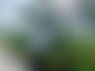 Profepa clausura a 3 predios por cambio ilegal de uso de suelo en la Reserva de la Biosfera Ría Celestún, en Yucatán