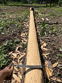 Shaving Hickory Bark.jpg