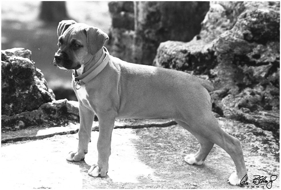 Being a Bulldog - Learn to Depend on Jesus