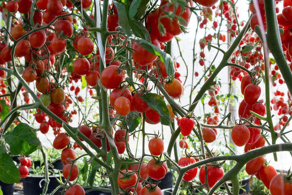 Cherry Tomatoes