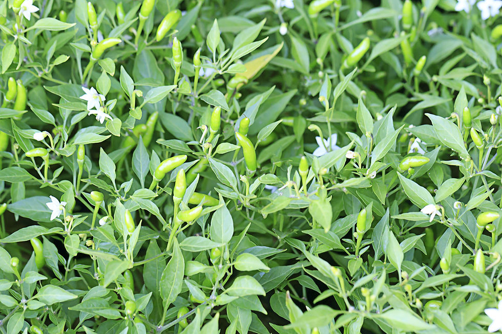 Green chili farm