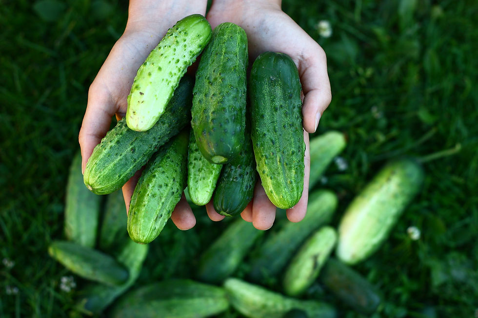 Gherkins
