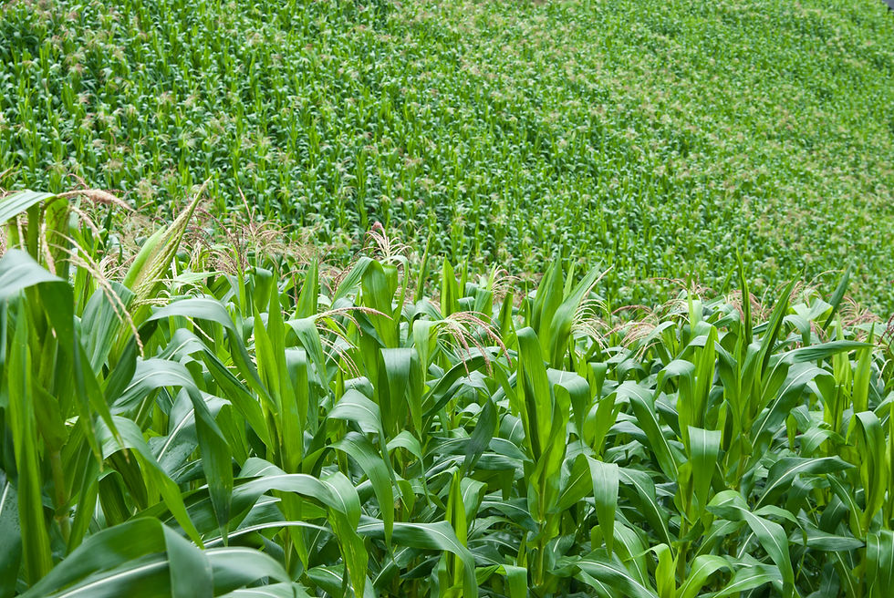 Corn In The Farrm
