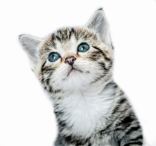 Dierenfotografie