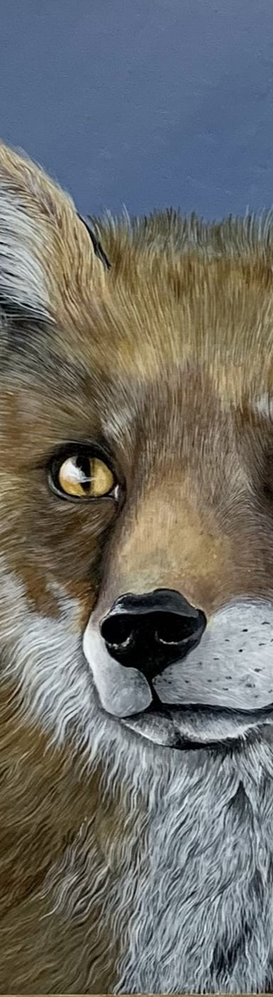 Fox close up_edited