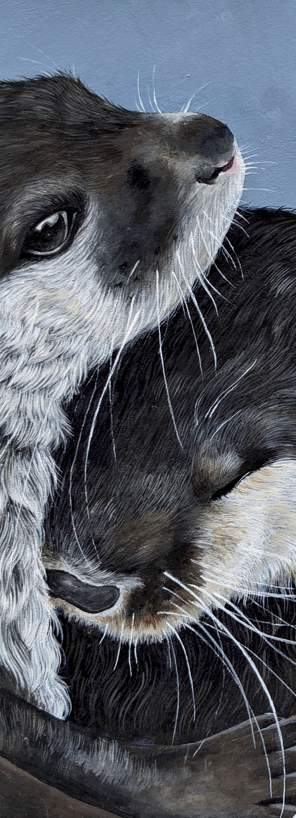Otters close up_edited