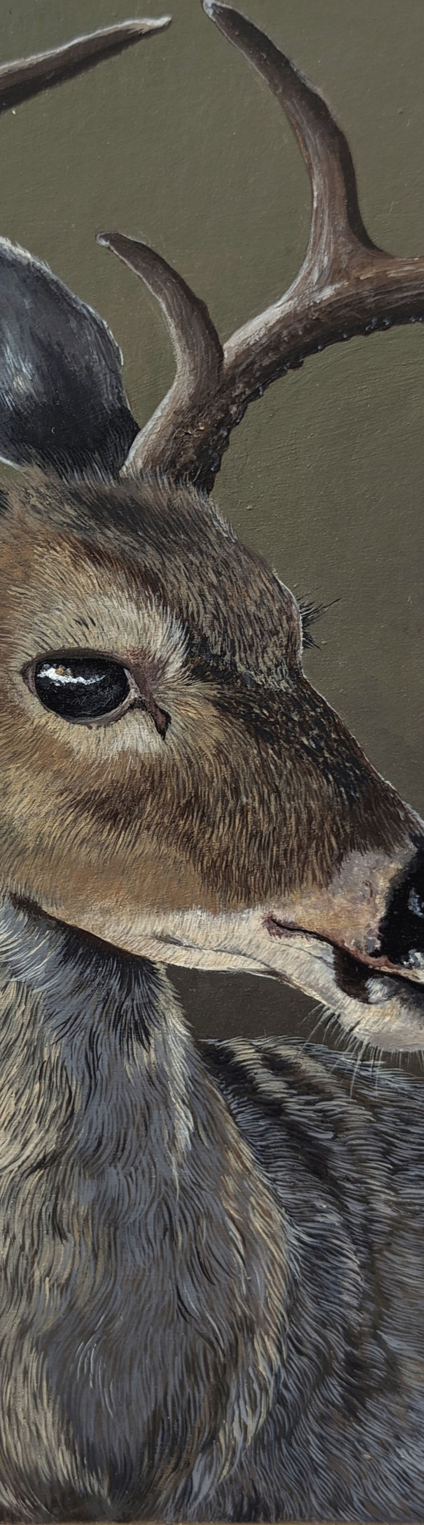 Deer close up_edited