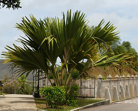 Eine CocoDeMere Palme auf den Seychellen