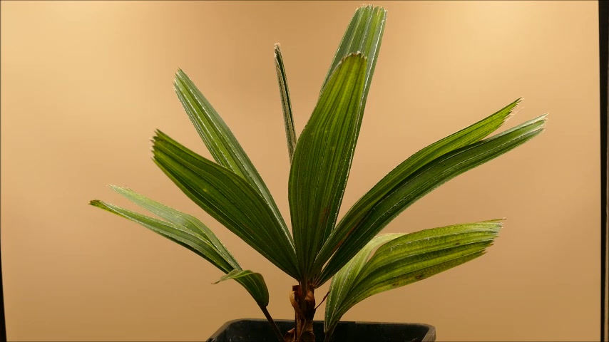 Nadelpalme (Rhapidophyllum hystrix)