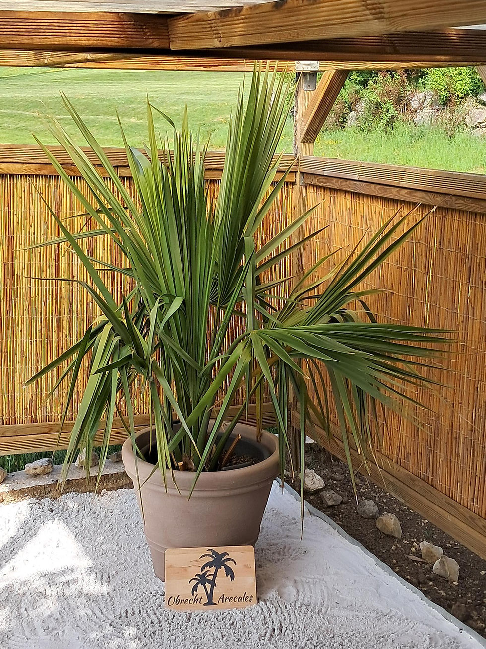 Zwergpalmettopalme (Sabal minor)
