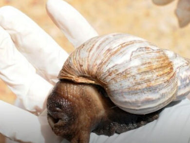 Após morte, Fiocruz alerta para meningite transmitida por caramujo