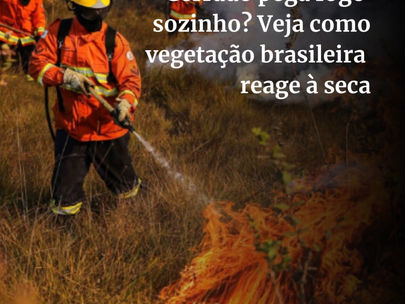 Cerrado pega fogo sozinho? Veja como vegetação brasileira
reage à seca