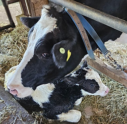 500813070_727032953186369_69260203254911