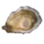 D.HERVÈ MARENNES D’OLERON ROYALE N°3