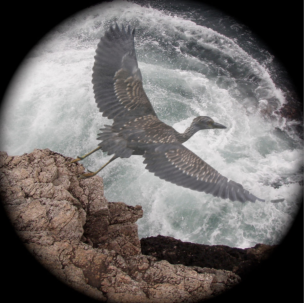 Ocean Leap photo montage