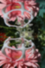 Submerged Garden 6243