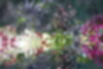 Submerged Garden 0262