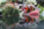 Submerged Garden 7218