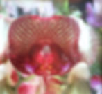 Diver Orchid