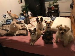 8 doggies on my queen size bed and no room for me lol