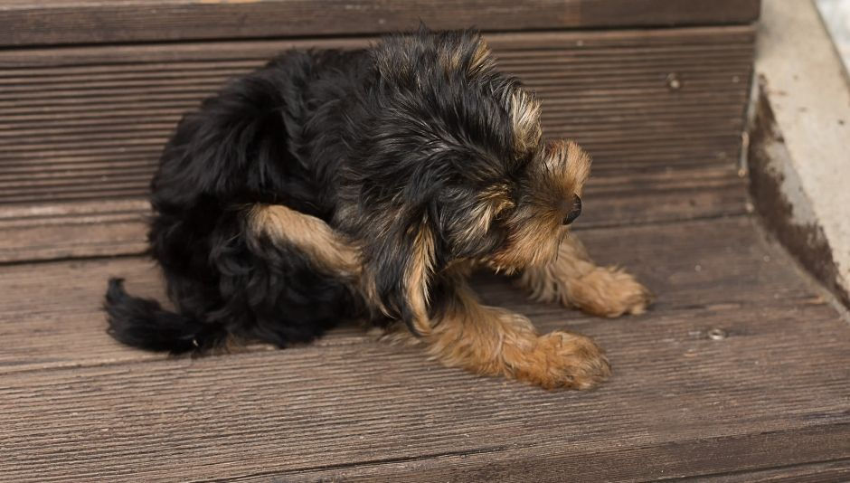 Bravecto and Itching in Dogs The Happy Sage