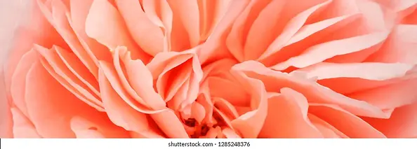peach-fuzz-color-rose-flower-260nw-1285248376.webp