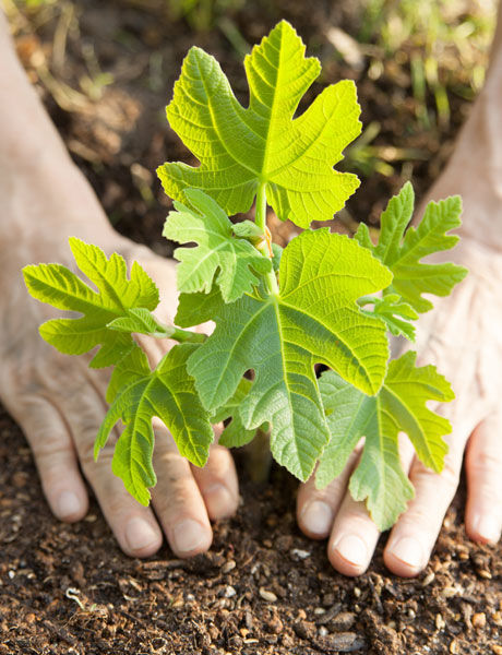 Des conseils pour l'entretien de vos plantes et fleurs à Saint-Malo