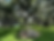 Summertree Village Condominium Cover