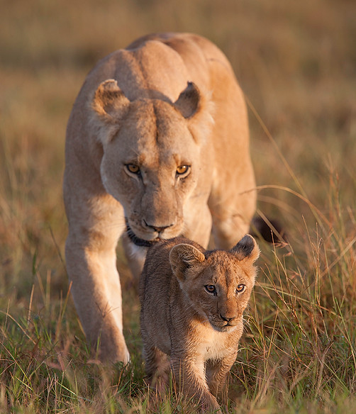 lionne et petit.jpg