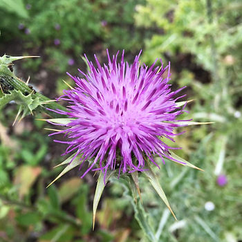Distelblume vor grünem Hintergrund in der Natur.