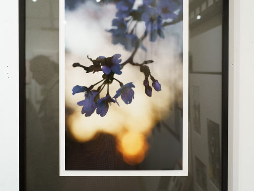 展示レポート「ことしのさくら」