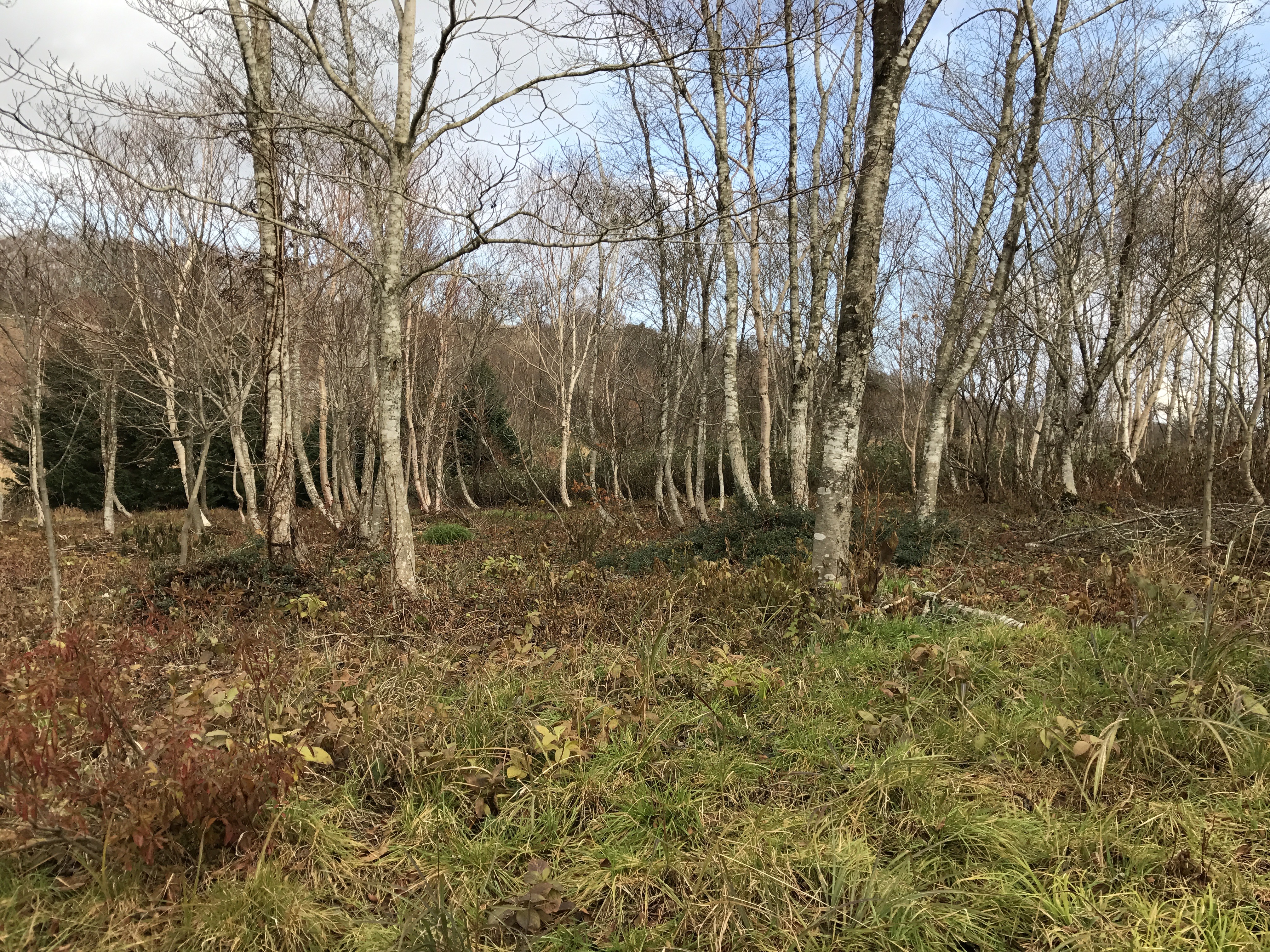 Curved trees