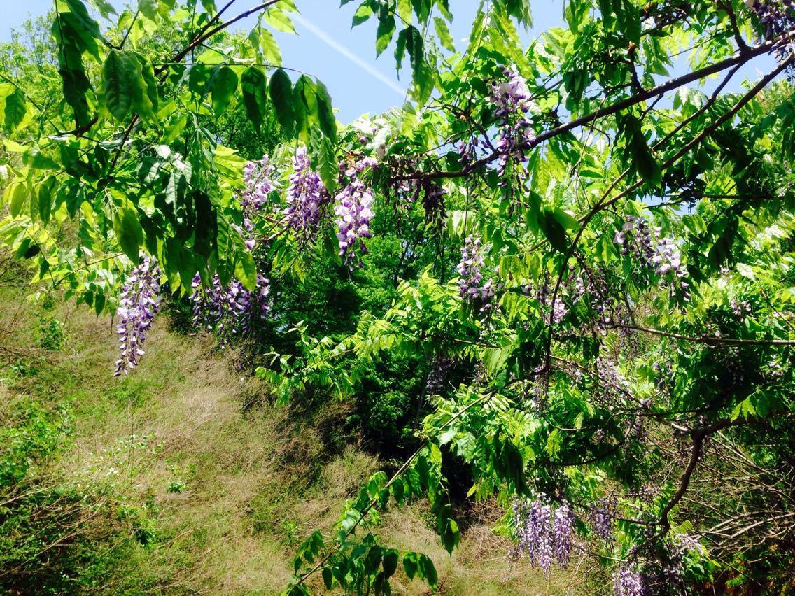 Japanese Wistaria
