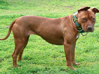 Ban on dog breeds like pit bulls are ‘ineffective’ says animal rights lawyer
