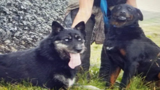 Dog owners sue RCMP officer for acting as judge, jury and executioner in slain goat case