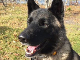 Major pet insurer says dog injuries from 'jumping, running, slipping, tripping or playing' n