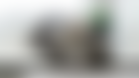 No implied warranty for 'used goods' kitty in case that highlights pets as property