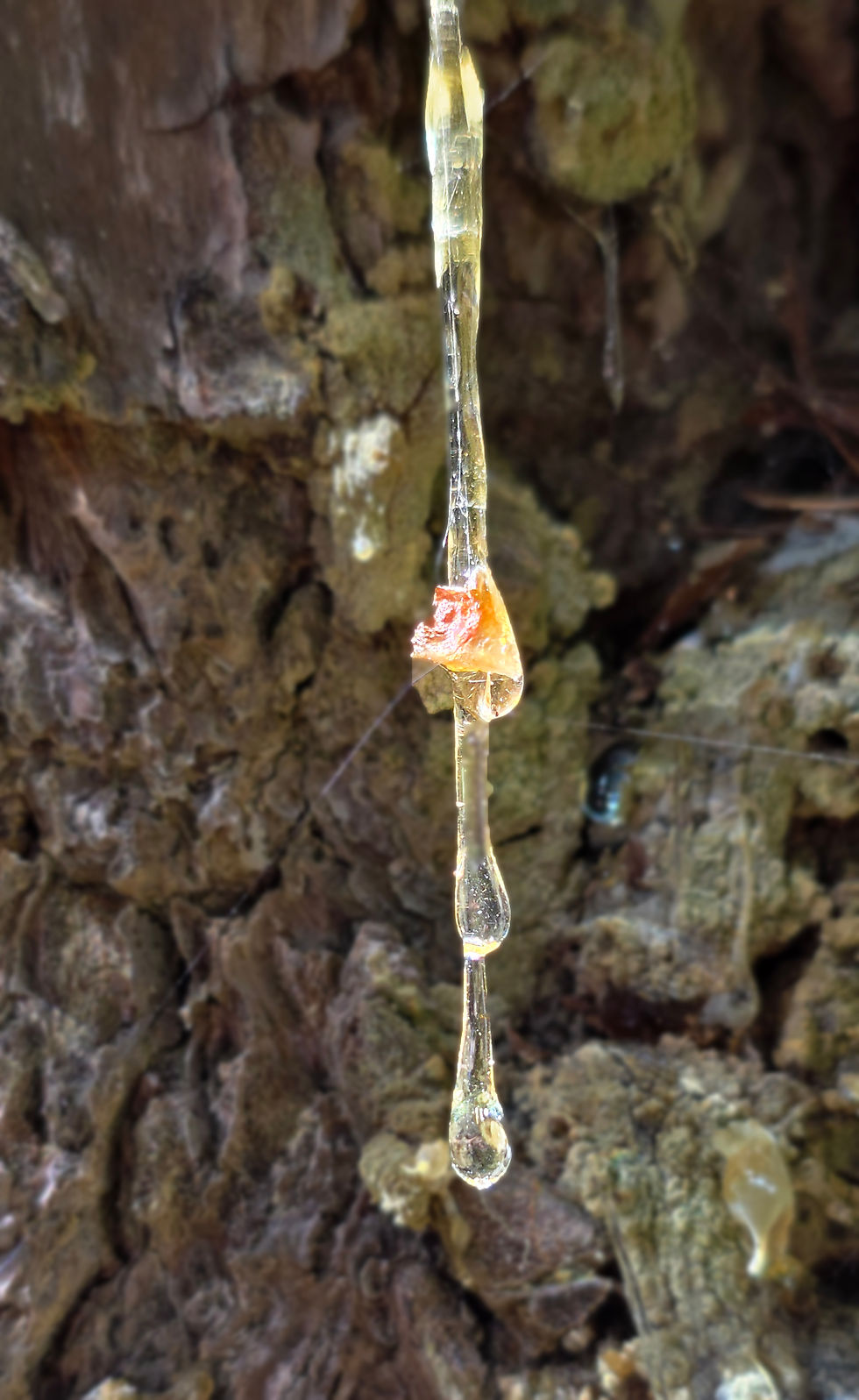 Sap falling from a Doug fir alongside the trail