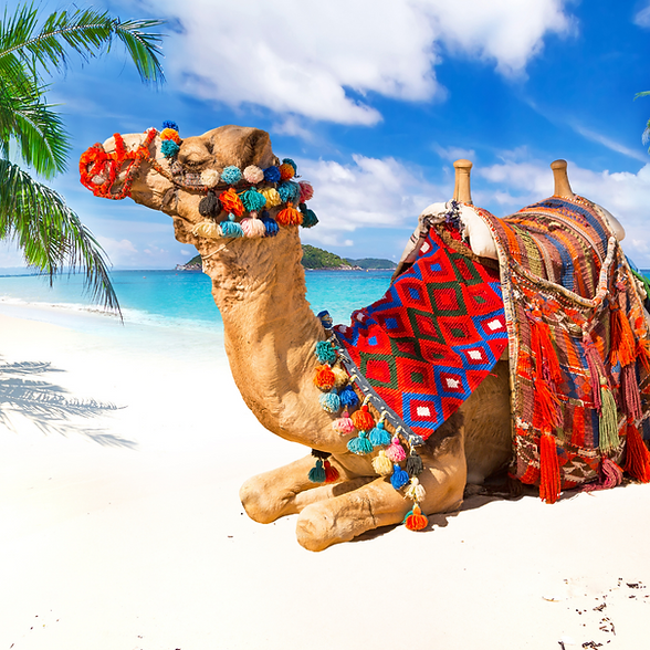 Riding Camels In The Caribbean