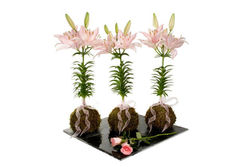 KOKEDAMAS LILY ASIÁTICA 