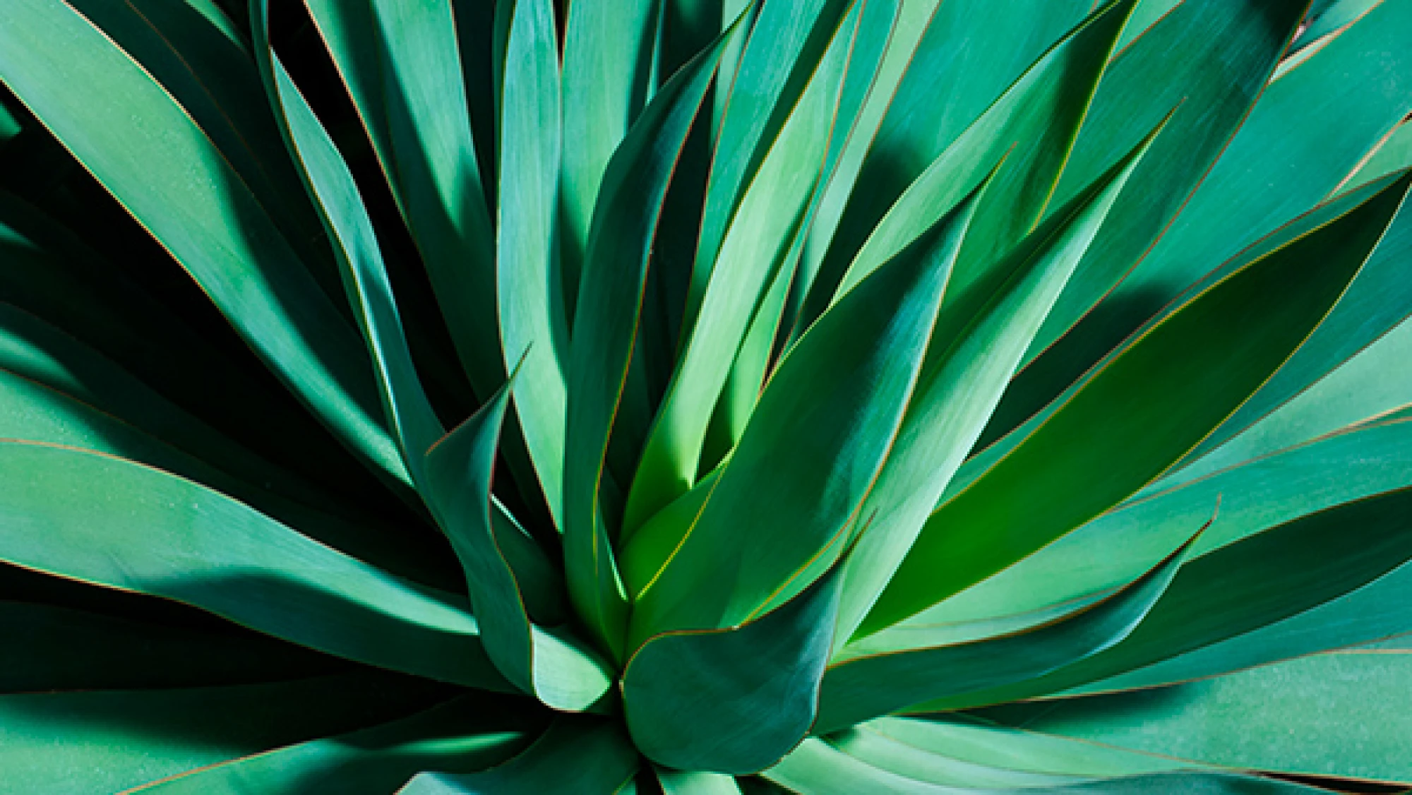 Maguey segunda edición reinventamos el pulque.webp
