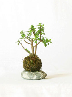 KOKEDAMA ÁRBOL DE LA ABUNDANCIA 