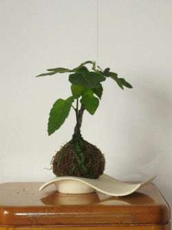 KOKEDAMA HIGUERA (CON FRUTOS) 