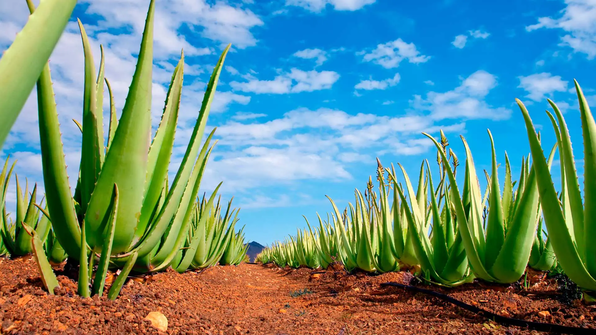 La planta del maguey 