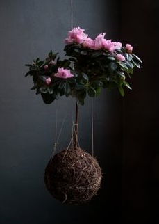 Centros de mesa String Kokedama